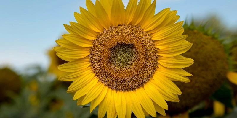 BTS EPC (EuroPlastics et Composites) : Présentation